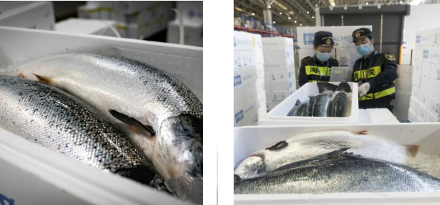 三文魚2.jpg