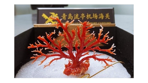 青島機場海關(guān)2019年查獲瀕危物種制品千件