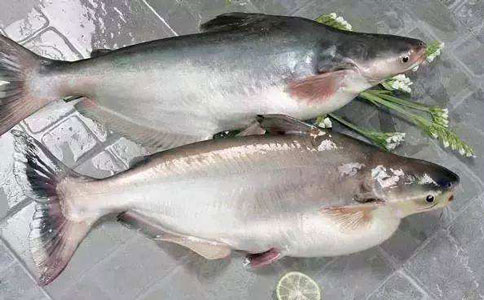 巴沙魚(yú)進(jìn)口報(bào)關(guān)公司